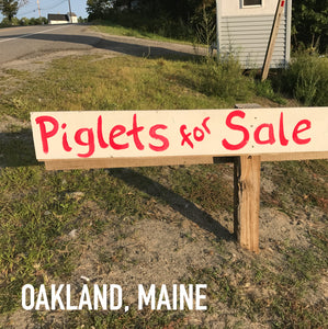 Piglets for Sale